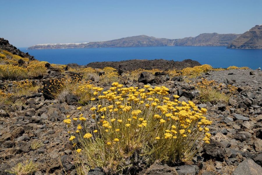 1-Day Boat Trip: Santorini Volcano, Thirassia & Oia Sunset - Should you book it?