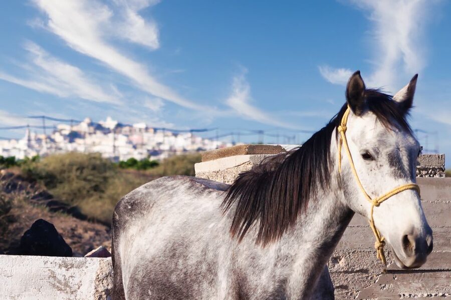 Akrotiri: Guided Horseback Riding Day Trip to a Beach - Why this ride adds something different to Santorini