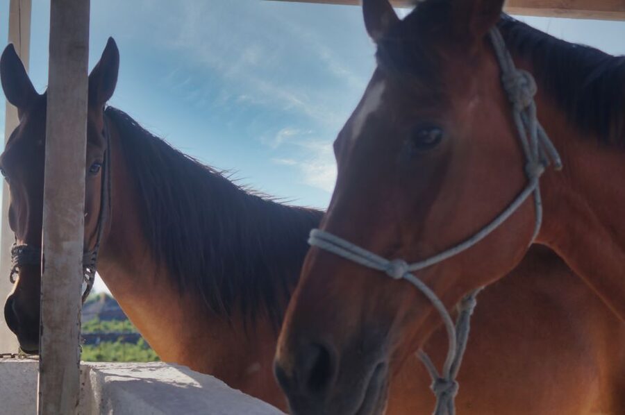 Akrotiri: Guided Horseback Riding Day Trip to a Beach - Best time to ride