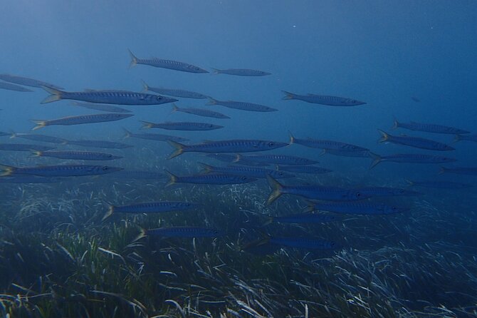 Discover Scuba Diving in Santorini - Learning the basics before entering the sea