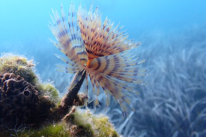 Discover Scuba Diving in Santorini - What the underwater session includes