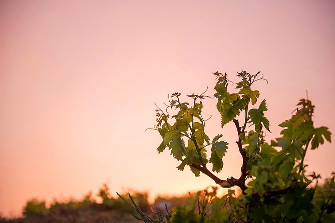 Private Santorini Wine Roads Tour with Tastings - Second winery: comparing producers and styles