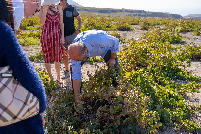 Private Santorini Wine Roads Tour with Tastings - Morning or afternoon: choosing the better time