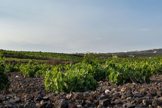 Private Wine Adventure Tour in the Most Distinct Wineries - The three things that make this tour worth considering