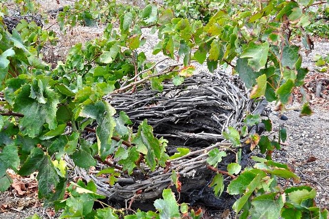 Santorini: 4hrs Small Group Wine Tasting Tour with Local Bites - Who will enjoy this afternoon most