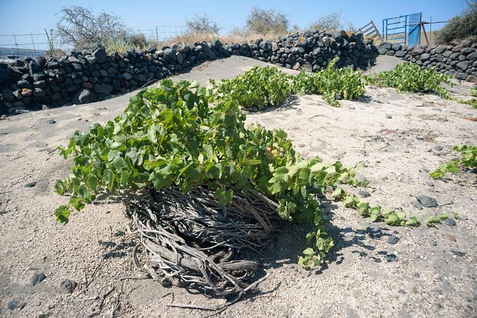 Santorini Archaeology and Wine Small-Group Tour with Tastings - Pickup details that can make or break the morning