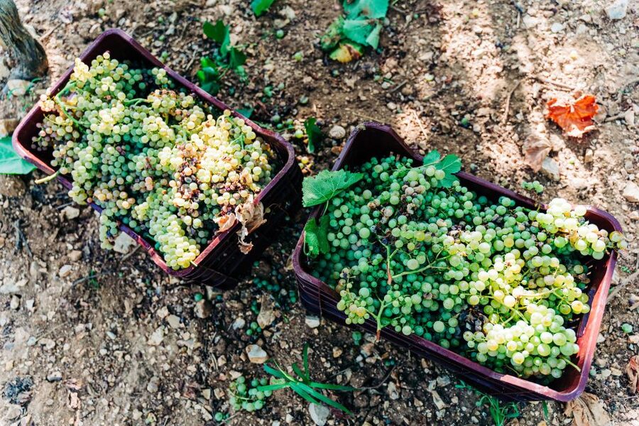 Santorini: Greek Cooking Class with Wine Tasting - Why this four-hour Santorini experience works