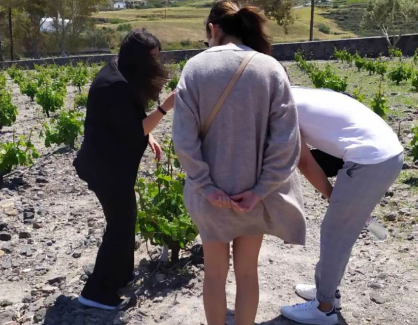 Santorini: Guided Highlights Tour with Private Wine Tasting - Is $318 a fair price?