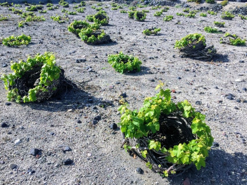 Santorini: Guided Tour to 3 Wineries with Wine Tastings - Key points at a glance