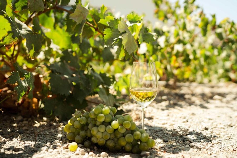 Santorini: Highlights prive tour & wine tasting-local guide - Art Space Winery: four glasses and a look behind the wine