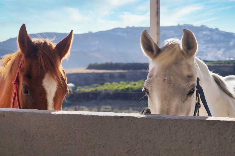 Santorini: Horseback Riding Tour on the Beach - Who will enjoy this Santorini horseback ride?
