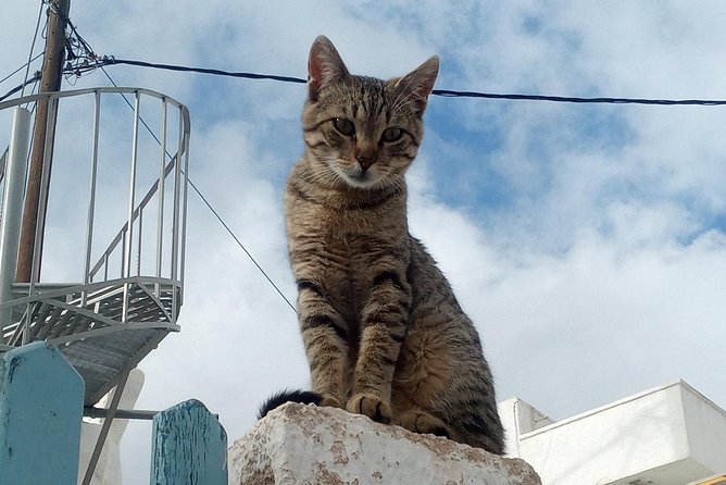 Santorini: Local Life Full Day Tour - Who will get the most from this outing