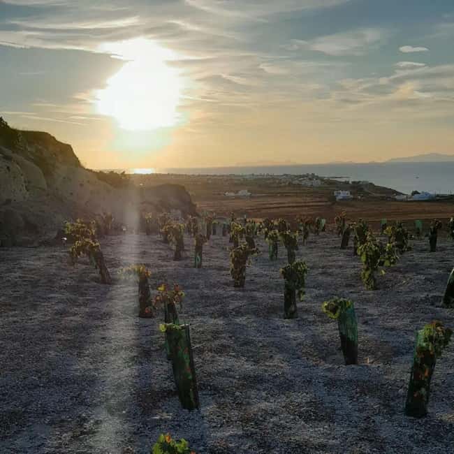 Santorini: Private Agri-Educational Visit to an Organic Farm - Capers, thyme, and prickly pears in a dry climate