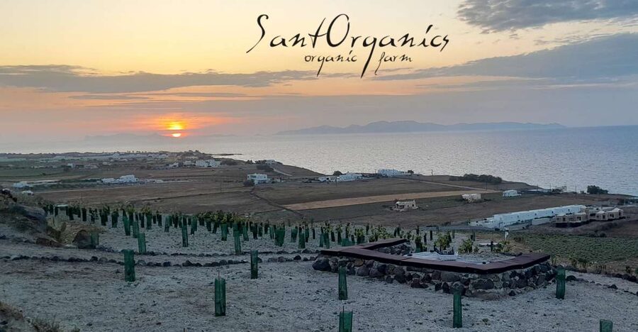 Santorini: Private Agri-Educational Visit to an Organic Farm - Meeting Dimitris and Maria at the farm