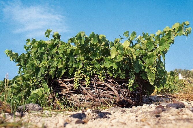 Santorini Private Highlights Tour & Wine Tasting with local guide - Red Beach: dramatic geology in 25 minutes