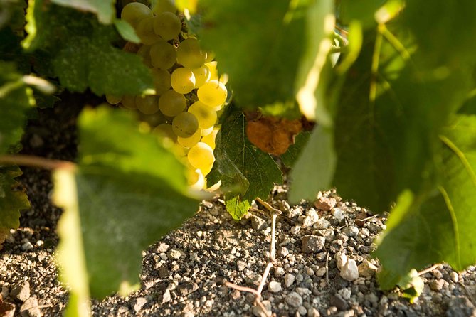 Santorini Private Wine and Food Tour - The vineyard visit: see the work before the tasting