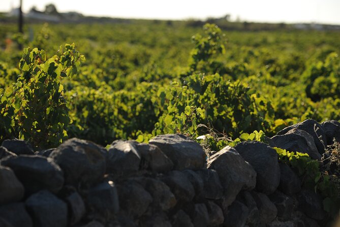 Santorini Private Wine Tour with Dinner & Oia Sunset - Ninety minutes at Artemis Karamolegos Winery