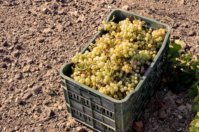 Santorini Private Wine Tour - Stop 1: Santorini Wine Museum and the old cave tradition