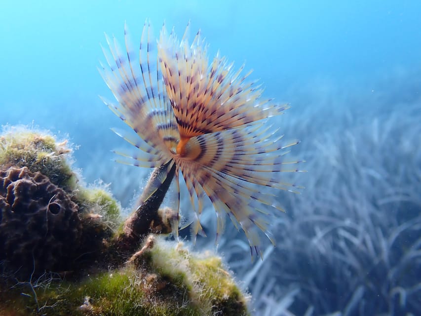 Santorini: Scuba Diving - Who should choose this activity