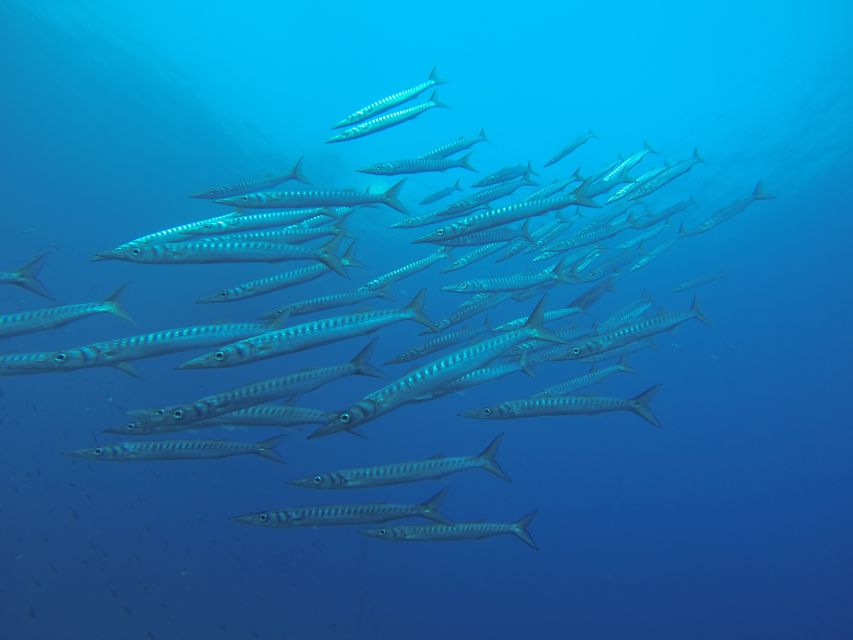 Santorini: Scuba Diving Experience for Beginners - The equipment, refreshments, and what you should pack