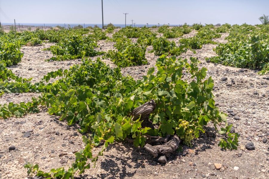 Santorini: Three Wineries and One Brewery Tour with Tastings - Who will enjoy this tour most?