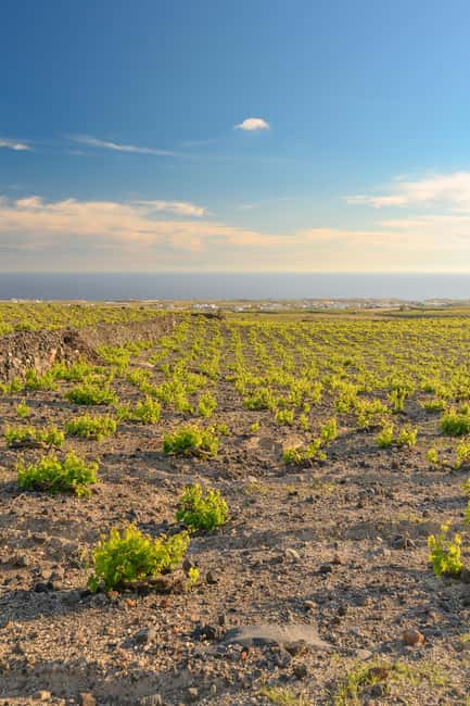 Santorini: Through the Grapevine Tour Winery Tasting Tour - What the 12-wine tasting really includes