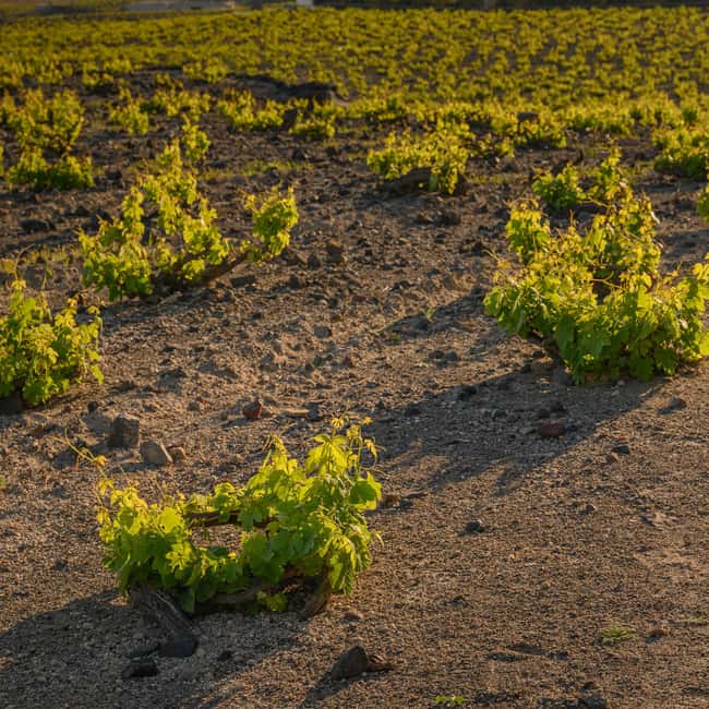 Santorini: Through the Grapevine Tour Winery Tasting Tour - Scenic drives and Santorini’s long past