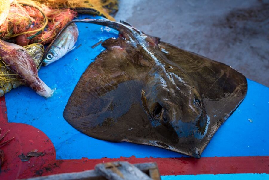 Santorini: Traditional Fishing Trip and Fresh Fish Lunch - Learning nets, rods, and hand lines