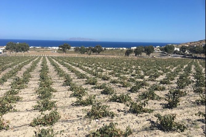 Santorini Wine Adventure with 12 Wine Tastings, Tapas and Sunset - Estate Argyros and the modern side of Santorini wine
