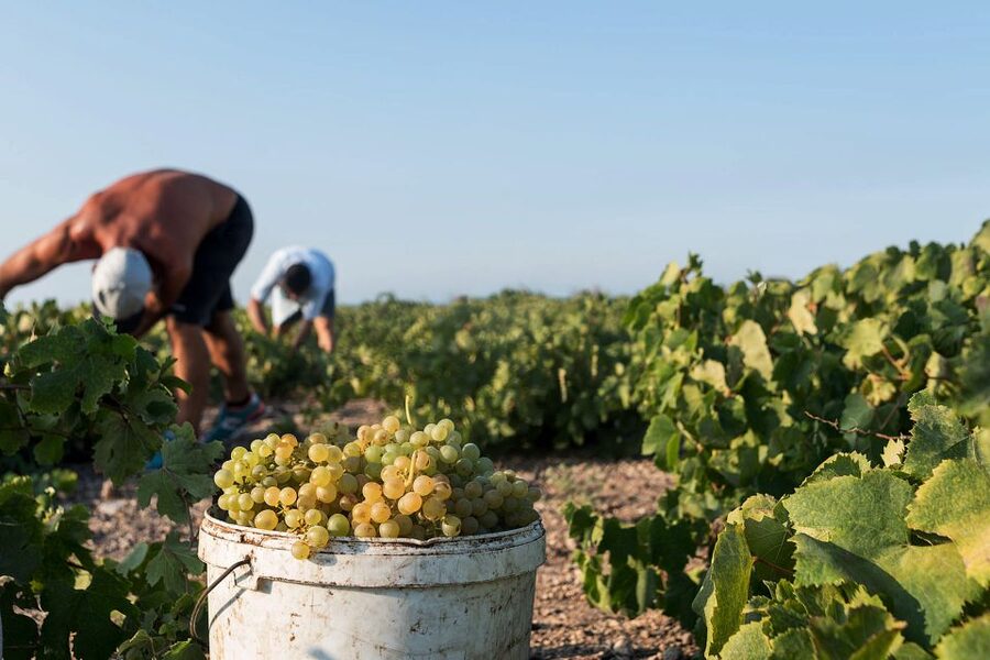 Santorini Wine Roads: Tour of 3 Wineries with a Sommelier - Why Santorini wine tastes different