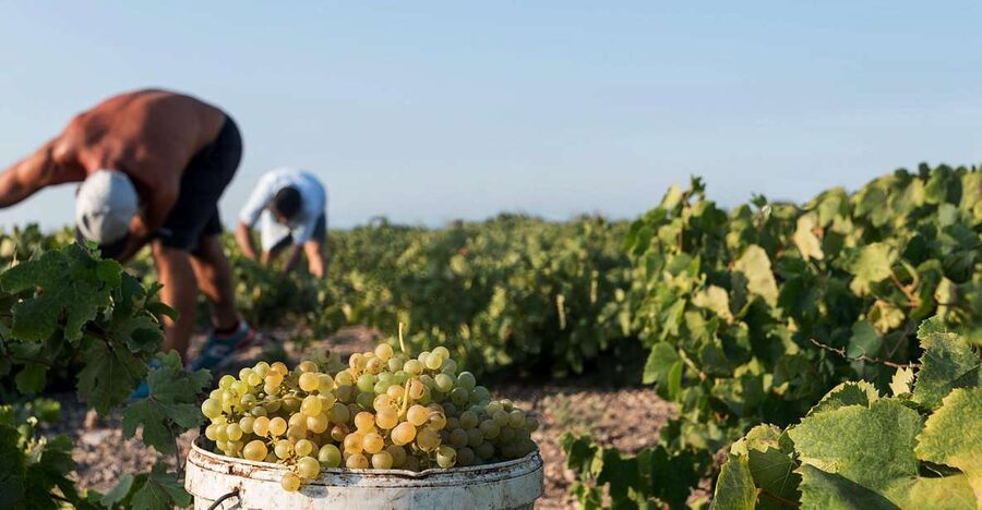 Santorini Wine Roads: Tour of 3 Wineries with a Sommelier - The second and third wineries: comparison is the point