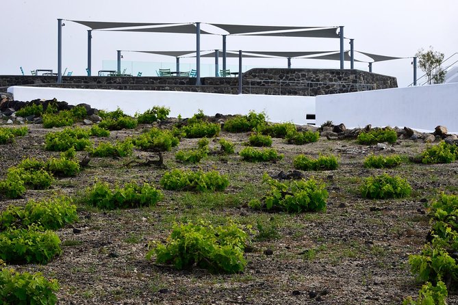 Santorini Wine Tasting and Sunset Getaway Small Group Tour - Who will get the most from this outing