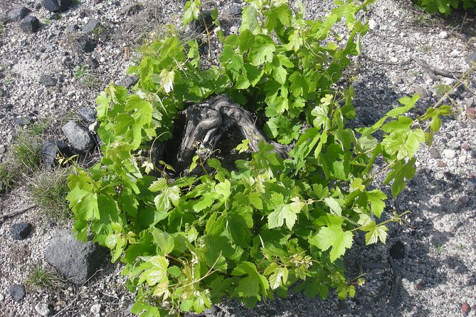 Santorini Wine Tasting & Food Pairing :Taste good life at Santorini - Why Santorini wine is worth your time