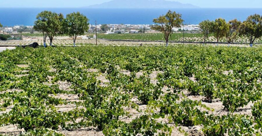 Santorini: Wine Tasting Tour & Sunset Viewing - Pickup in Thera and a small-group start