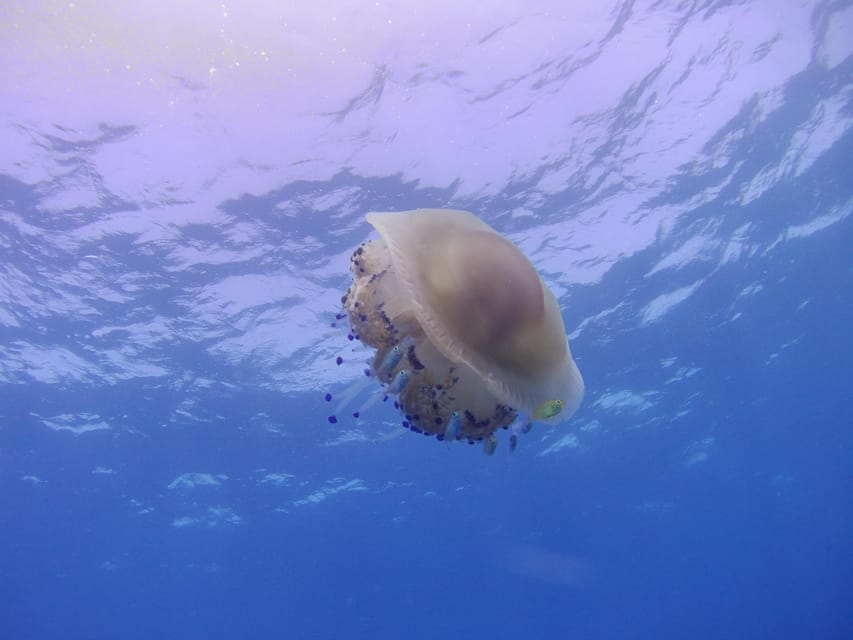 Scuba Diving in the Volcanic Caldera/shorelines of Santorini - What you may see below the surface
