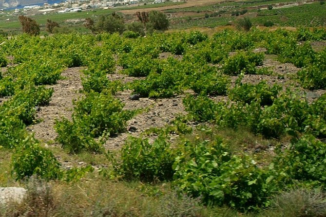 See Santorini in 4 hours - Tailor made tour!!! - Canava Santorini and the island’s drink traditions