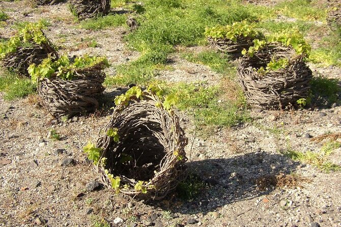 Visit to a Wine Museum and Wine Tasting in Santorini - The tasting: three or four wines from volcanic Santorini